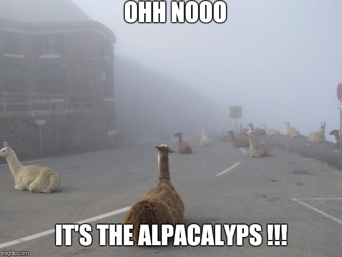 Alpacalypse Now | OHH NOOO; IT'S THE ALPACALYPS !!! | image tagged in alpacalypse now | made w/ Imgflip meme maker