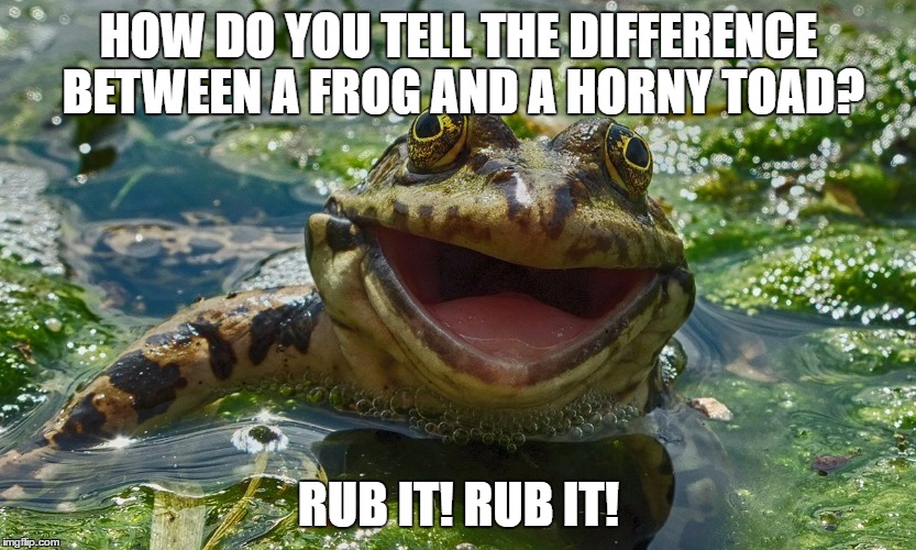 Dad Joke Froggy | HOW DO YOU TELL THE DIFFERENCE BETWEEN A FROG AND A HORNY TOAD? RUB IT! RUB IT! | image tagged in dad joke froggy | made w/ Imgflip meme maker