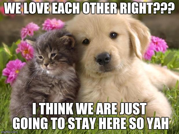 puppies and kittens | WE LOVE EACH OTHER RIGHT??? I THINK WE ARE JUST GOING TO STAY HERE SO YAH | image tagged in puppies and kittens | made w/ Imgflip meme maker