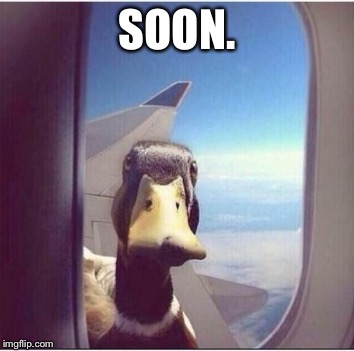SOON. | image tagged in duck | made w/ Imgflip meme maker