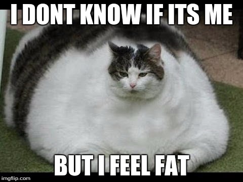 fat cat | I DONT KNOW IF ITS ME; BUT I FEEL FAT | image tagged in fat cat | made w/ Imgflip meme maker