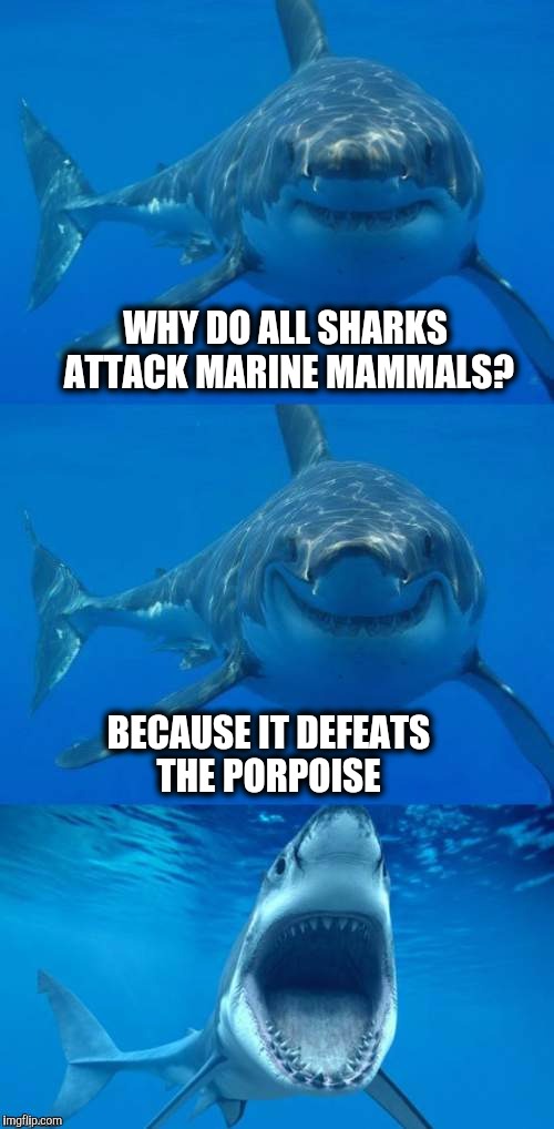 Bad Shark Pun  | WHY DO ALL SHARKS ATTACK MARINE MAMMALS? BECAUSE IT DEFEATS THE PORPOISE | image tagged in bad shark pun | made w/ Imgflip meme maker