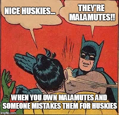 Batman Slapping Robin | THEY'RE MALAMUTES!! NICE HUSKIES... WHEN YOU OWN MALAMUTES AND SOMEONE MISTAKES THEM FOR HUSKIES | image tagged in memes,batman slapping robin | made w/ Imgflip meme maker