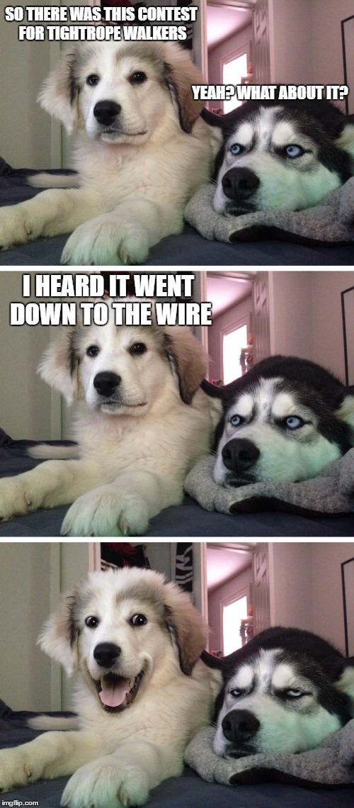 it was a tight contest | SO THERE WAS THIS CONTEST FOR TIGHTROPE WALKERS; YEAH? WHAT ABOUT IT? I HEARD IT WENT DOWN TO THE WIRE | image tagged in bad pun dogs | made w/ Imgflip meme maker