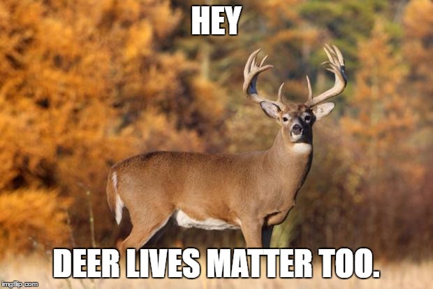 whitetail deer | HEY; DEER LIVES MATTER TOO. | image tagged in whitetail deer | made w/ Imgflip meme maker