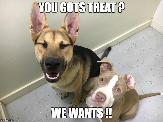 YOU GOTS TREAT ? WE WANTS !! | image tagged in funny dogs | made w/ Imgflip meme maker