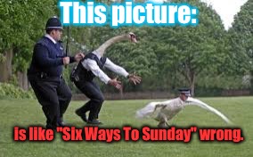 When You See It.... BRICKS. | This picture:; is like "Six Ways To Sunday" wrong. | image tagged in memes,cops,so wrong,animals | made w/ Imgflip meme maker