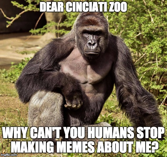 Dear Cinciniati | DEAR CINCIATI ZOO; WHY CAN'T YOU HUMANS STOP MAKING MEMES ABOUT ME? | image tagged in harambe | made w/ Imgflip meme maker