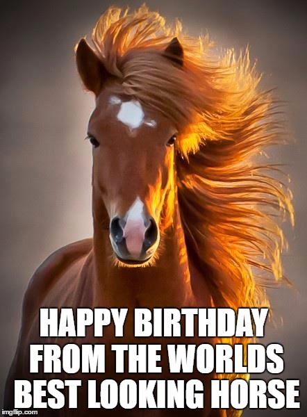 HAPPY BIRTHDAY FROM THE WORLDS BEST LOOKING HORSE | image tagged in horsehb | made w/ Imgflip meme maker