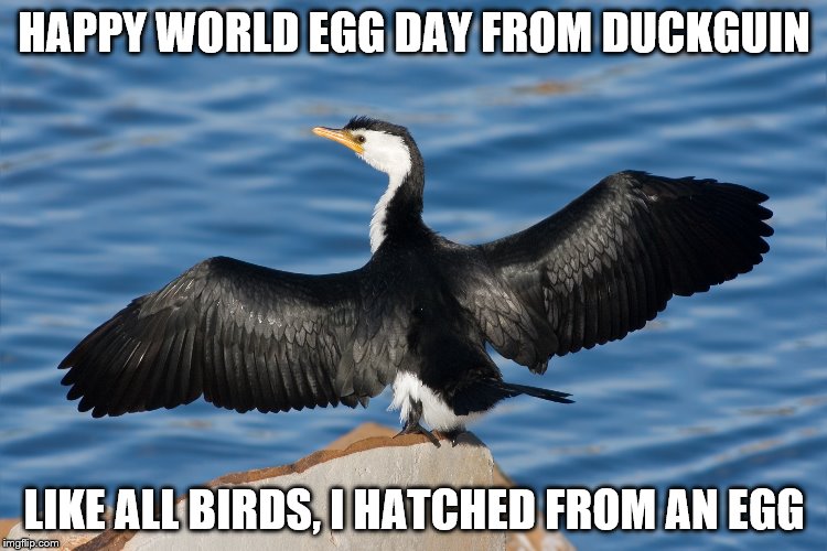 Duckguin | HAPPY WORLD EGG DAY FROM DUCKGUIN; LIKE ALL BIRDS, I HATCHED FROM AN EGG | image tagged in duckguin | made w/ Imgflip meme maker