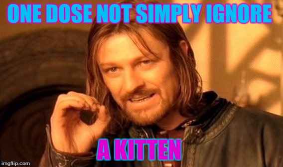 One Does Not Simply Meme | ONE DOSE NOT SIMPLY IGNORE; A KITTEN | image tagged in memes,one does not simply | made w/ Imgflip meme maker