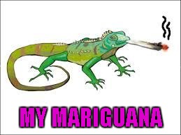 MY MARIGUANA | made w/ Imgflip meme maker