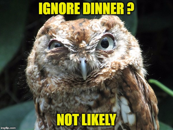 IGNORE DINNER ? NOT LIKELY | made w/ Imgflip meme maker