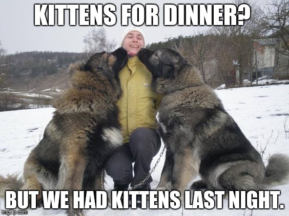KITTENS FOR DINNER? BUT WE HAD KITTENS LAST NIGHT. | made w/ Imgflip meme maker