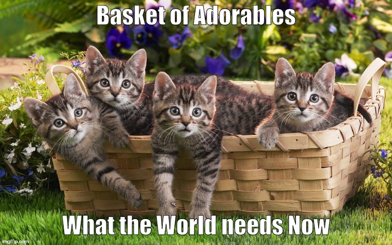 #Adorables | Basket of Adorables; What the World needs Now | image tagged in adorables | made w/ Imgflip meme maker
