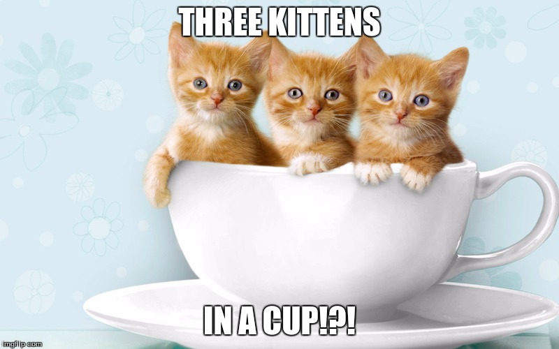 KillKittens | THREE KITTENS; IN A CUP!?! | image tagged in killkittens | made w/ Imgflip meme maker