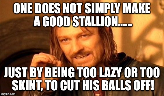 One Does Not Simply | ONE DOES NOT SIMPLY MAKE A GOOD STALLION...... JUST BY BEING TOO LAZY OR TOO SKINT, TO CUT HIS BALLS OFF! | image tagged in memes,one does not simply | made w/ Imgflip meme maker