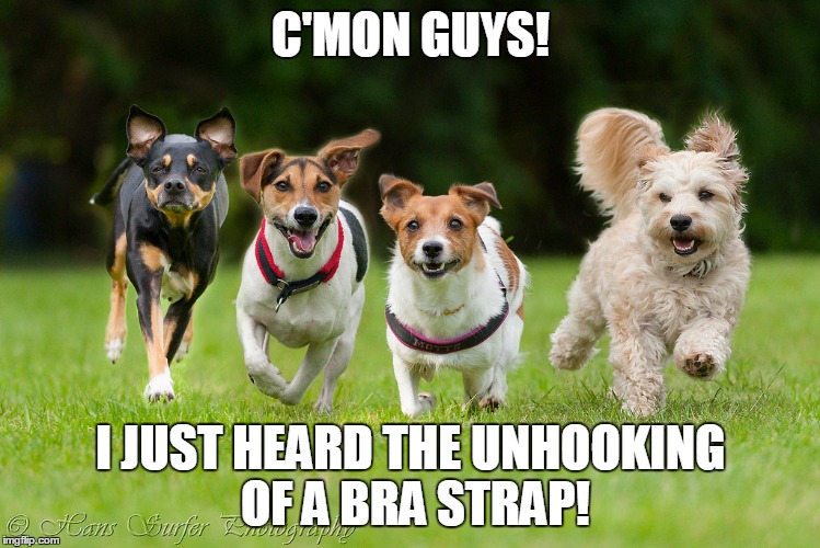 C'MON GUYS! I JUST HEARD THE UNHOOKING OF A BRA STRAP! | made w/ Imgflip meme maker