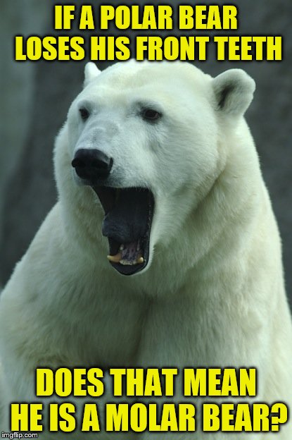 Nearly lost a hand with this one | IF A POLAR BEAR LOSES HIS FRONT TEETH; DOES THAT MEAN HE IS A MOLAR BEAR? | image tagged in memes,polar bears,teeth | made w/ Imgflip meme maker