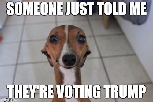 Greyhound | SOMEONE JUST TOLD ME; THEY'RE VOTING TRUMP | image tagged in election 2016,greyhound | made w/ Imgflip meme maker