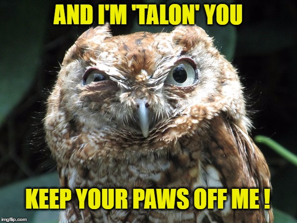 AND I'M 'TALON' YOU KEEP YOUR PAWS OFF ME ! | made w/ Imgflip meme maker