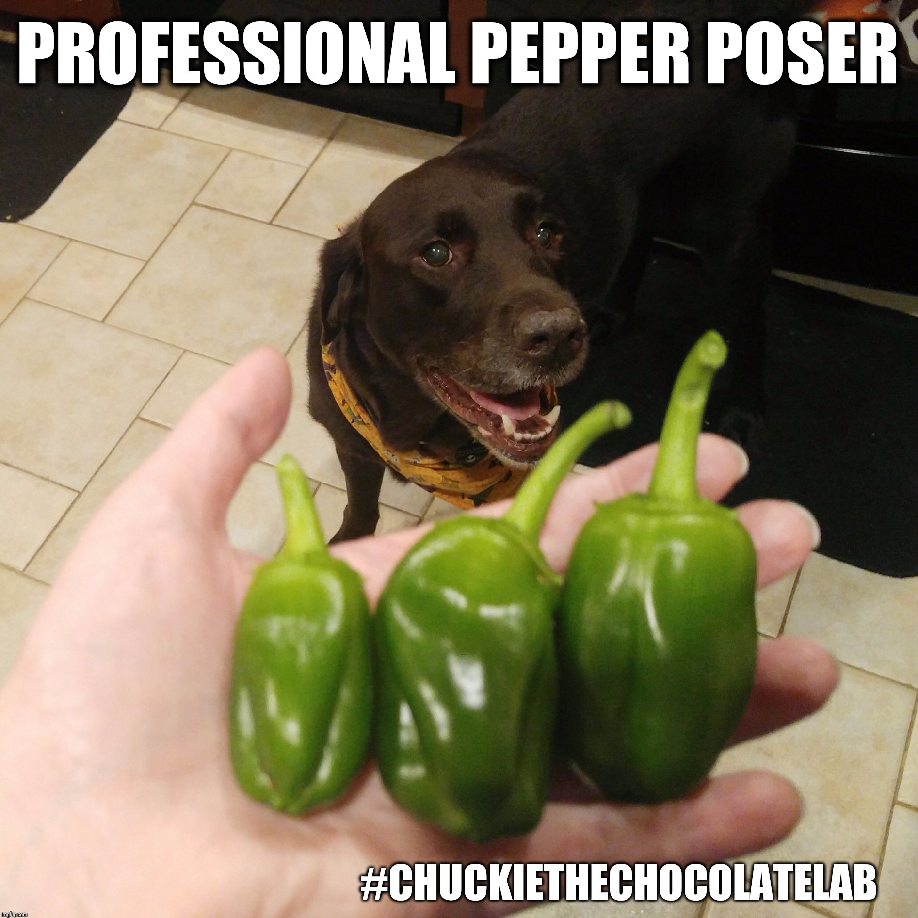 Professional Pepper Poser | PROFESSIONAL PEPPER POSER; #CHUCKIETHECHOCOLATELAB | image tagged in chuckie the chocolate lab,pepper,funny,labrador,poser,memes | made w/ Imgflip meme maker