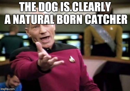 Picard Wtf Meme | THE DOG IS.CLEARLY A NATURAL BORN CATCHER | image tagged in memes,picard wtf | made w/ Imgflip meme maker