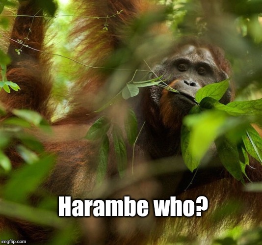 Harambe who? | image tagged in harambe,ape,chill | made w/ Imgflip meme maker