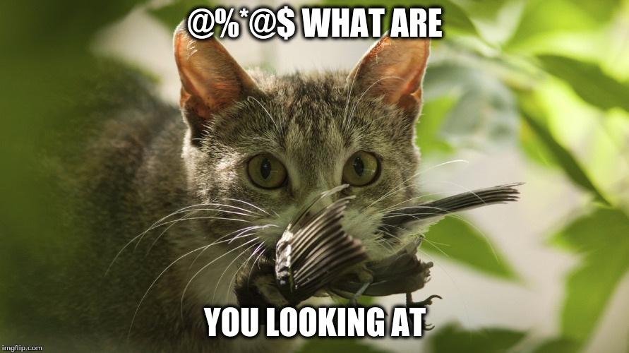 @%*@$ WHAT ARE; YOU LOOKING AT | image tagged in cats | made w/ Imgflip meme maker