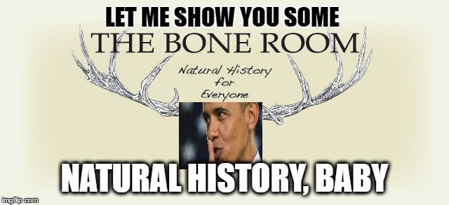 natural history | LET ME SHOW YOU SOME; NATURAL HISTORY, BABY | image tagged in bone | made w/ Imgflip meme maker