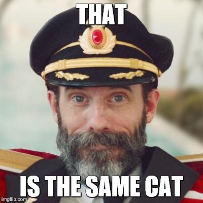 Captain Obvious | THAT IS THE SAME CAT | image tagged in captain obvious | made w/ Imgflip meme maker