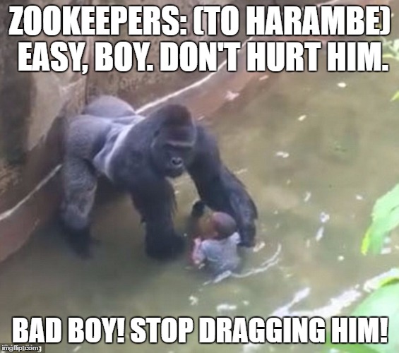 Harambe | ZOOKEEPERS: (TO HARAMBE) EASY, BOY. DON'T HURT HIM. BAD BOY! STOP DRAGGING HIM! | image tagged in harambe,memes | made w/ Imgflip meme maker