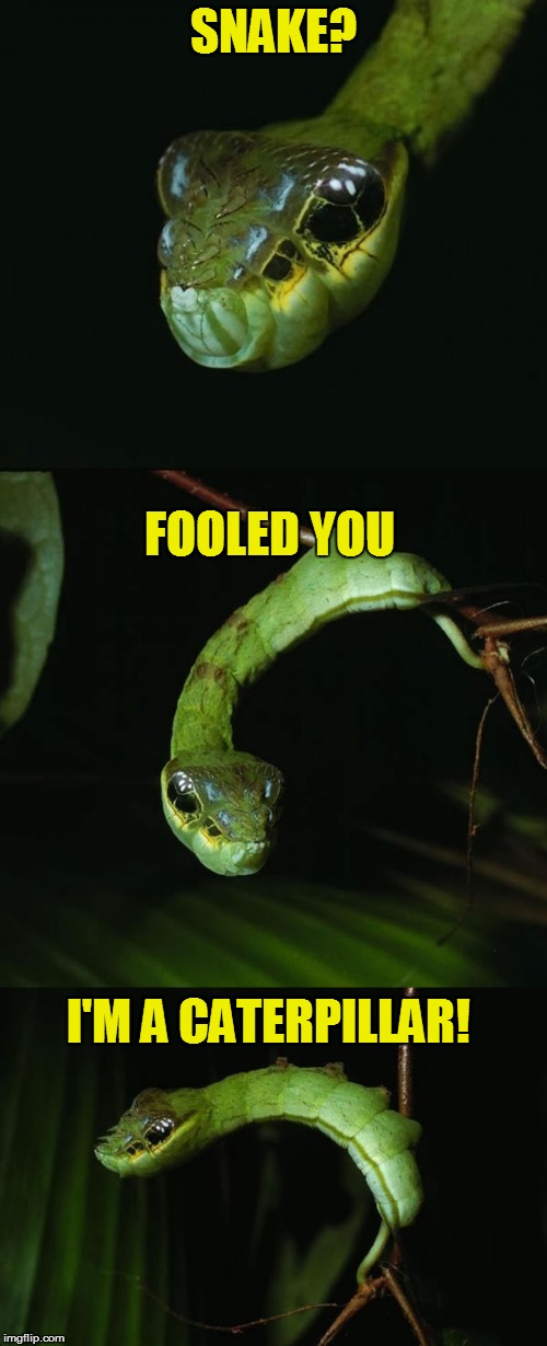 I thought this guy was cool | SNAKE? FOOLED YOU; I'M A CATERPILLAR! | image tagged in hemeroplanes caterpillar,snake,meme,cool,caterpillar | made w/ Imgflip meme maker