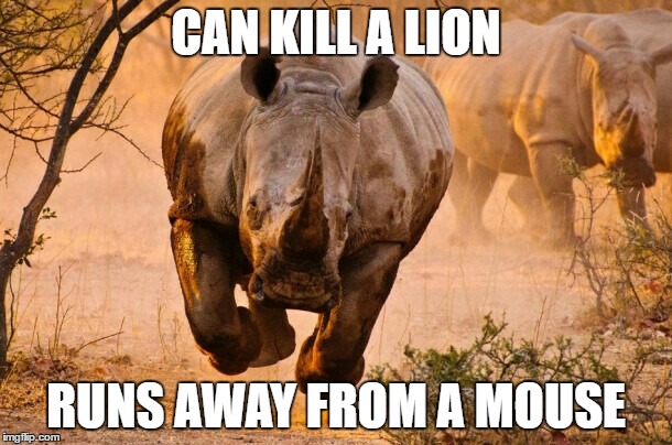 Rhino  | CAN KILL A LION; RUNS AWAY FROM A MOUSE | image tagged in rhino,memes,mouse,lion | made w/ Imgflip meme maker