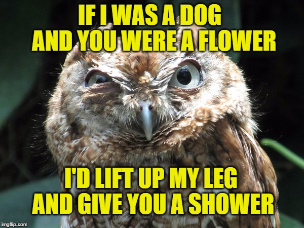 IF I WAS A DOG  AND YOU WERE A FLOWER; I'D LIFT UP MY LEG AND GIVE YOU A SHOWER | image tagged in ornery owl,memes,owl,owls | made w/ Imgflip meme maker