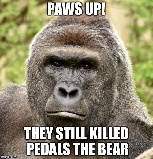 Harambe | PAWS UP! THEY STILL KILLED PEDALS THE BEAR | image tagged in har,harambe,memes,hunting | made w/ Imgflip meme maker