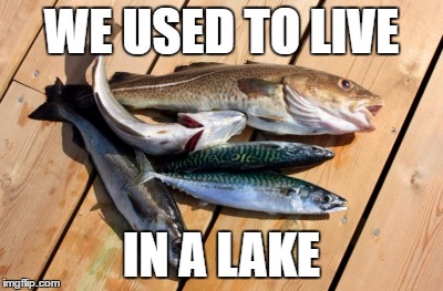 fish | WE USED TO LIVE IN A LAKE | image tagged in fish | made w/ Imgflip meme maker