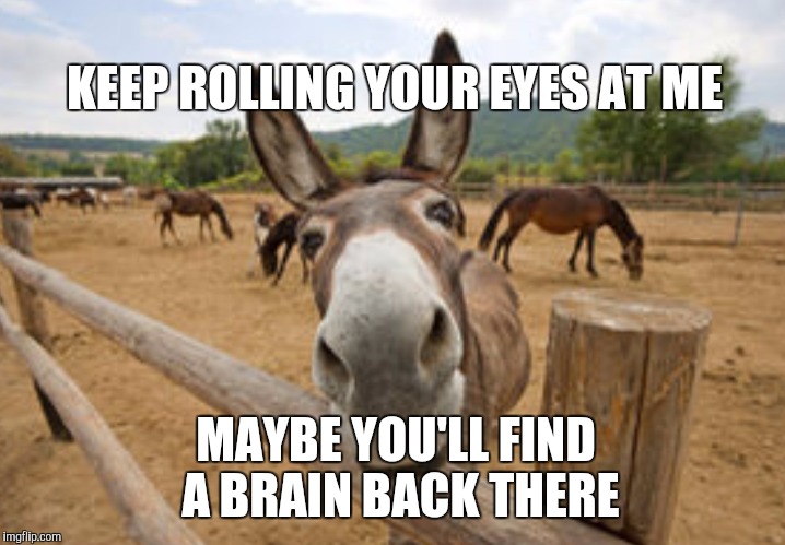 KEEP ROLLING YOUR EYES AT ME; MAYBE YOU'LL FIND A BRAIN BACK THERE | image tagged in donkey | made w/ Imgflip meme maker