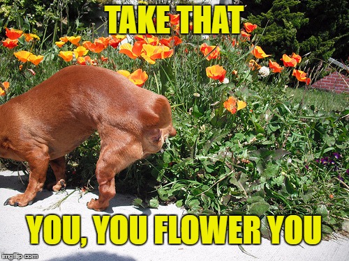TAKE THAT YOU, YOU FLOWER YOU | made w/ Imgflip meme maker