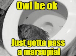 Owl be ok Just gotta pass a marsupial | made w/ Imgflip meme maker