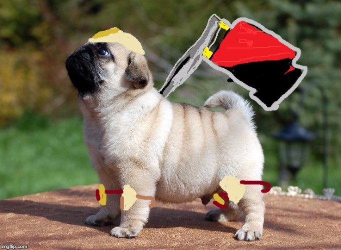 comrade puggy | image tagged in pug,commie,comrade,politics lol | made w/ Imgflip meme maker