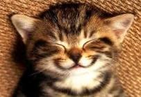 Kitty smile  | B | image tagged in kitty smile | made w/ Imgflip meme maker