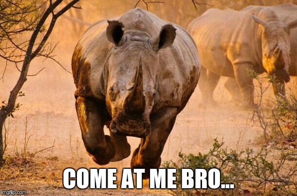 Rhino  | COME AT ME BRO... | image tagged in rhino | made w/ Imgflip meme maker