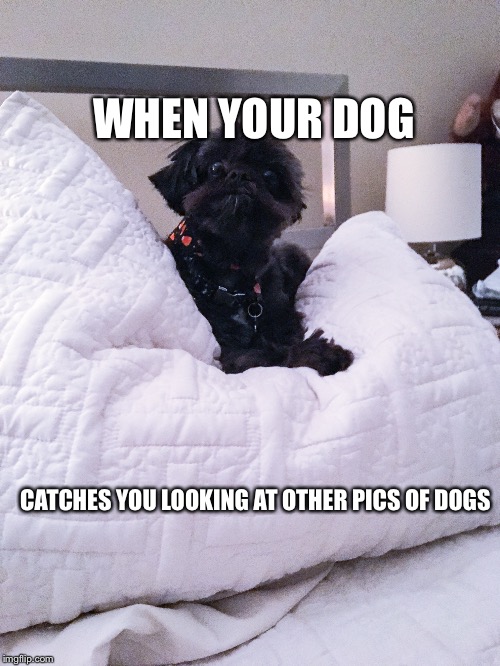 Dogs get jealous too... | WHEN YOUR DOG; CATCHES YOU LOOKING AT OTHER PICS OF DOGS | image tagged in bae,viral,famous,ken bone,dogs,funny memes | made w/ Imgflip meme maker