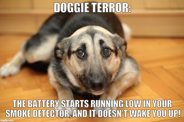 doggie terror | DOGGIE TERROR:; THE BATTERY STARTS RUNNING LOW IN YOUR SMOKE DETECTOR, AND IT DOESN'T WAKE YOU UP! | image tagged in scared dog,low battery,smoke detector | made w/ Imgflip meme maker