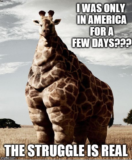 The Struggle is Real | I WAS ONLY IN AMERICA FOR A FEW DAYS??? THE STRUGGLE IS REAL | image tagged in fat,funny animals,the struggle is real | made w/ Imgflip meme maker