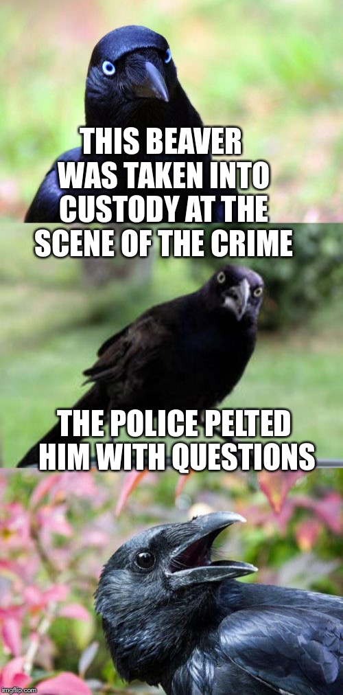 Beaver Trap | THIS BEAVER WAS TAKEN INTO CUSTODY AT THE SCENE OF THE CRIME; THE POLICE PELTED HIM WITH QUESTIONS | image tagged in bad pun crow,memes,bad pun,leave it to beaver,beaver,crow | made w/ Imgflip meme maker