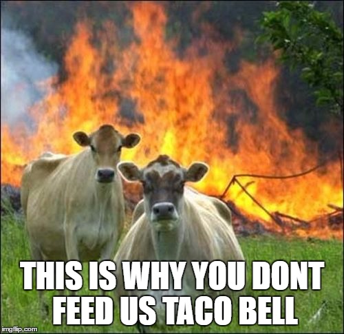 Evil Cows Meme | THIS IS WHY YOU DONT FEED US TACO BELL | image tagged in memes,evil cows | made w/ Imgflip meme maker