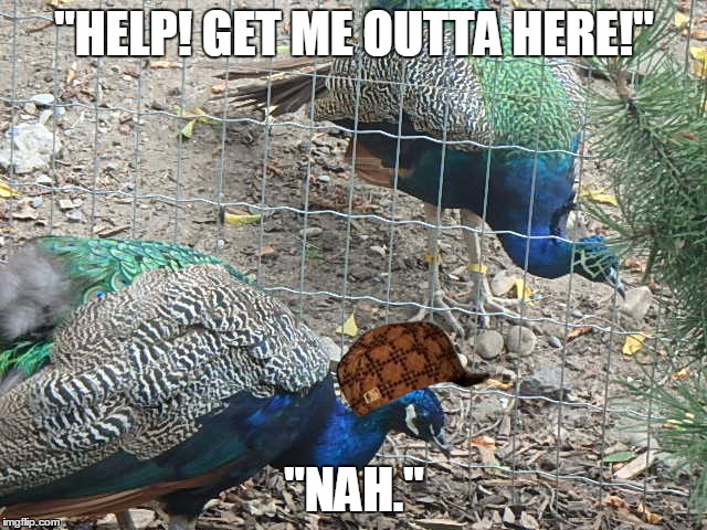 "HELP! GET ME OUTTA HERE!"; "NAH." | image tagged in outta jail,scumbag | made w/ Imgflip meme maker