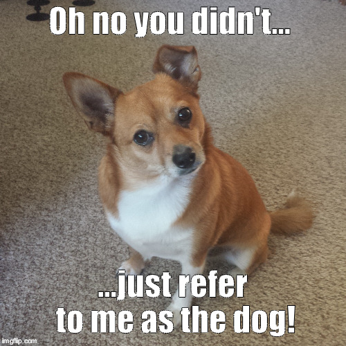 Oh No Dog | Oh no you didn't... ...just refer to me as the dog! | image tagged in dog,pomeranian,attitude,memes,funny chihuahua | made w/ Imgflip meme maker